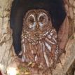 Barred Owl