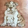 Bulldog Puppy Box