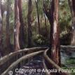 Cypress Swamp