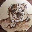 Oliver the Bulldog