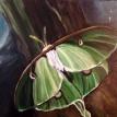 Luna Moth